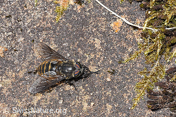 Photo: Hybomitra auripila. Female. Length 13 - 16mm. Also called Hybomitra aterrima var. Auripila. View from above.