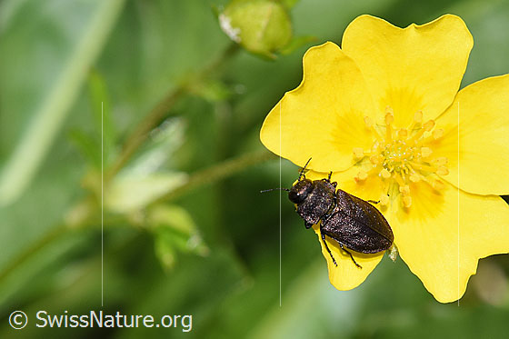 Photo: Anthaxia helvetica on Potentilla aurea.