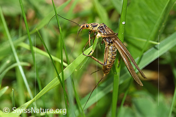 Foto: Grosse Perlensteinfliege (Perla grandis). Ansicht von der Seite.