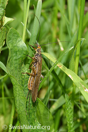 Foto: Grosse Perlensteinfliege (Perla grandis). Ansicht von seitlich oben.
