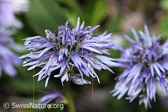 Foto: Wahrscheinlich Herzblättrige Kugelblume (Globularia cordifolia). Blüten.