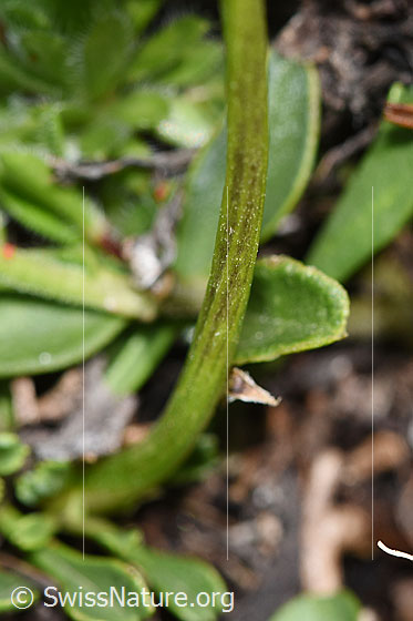 Foto: Wahrscheinlich Herzblättrige Kugelblume (Globularia cordifolia). Stängel.