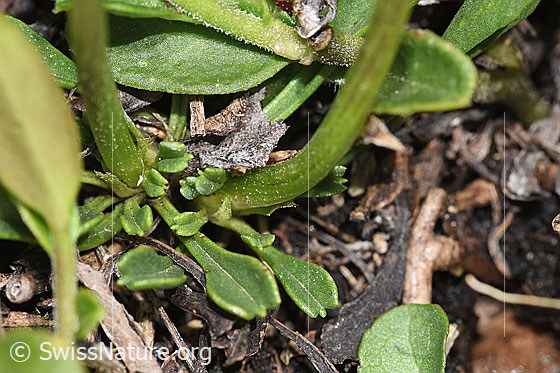 Foto: Wahrscheinlich Herzblättrige Kugelblume (Globularia cordifolia). Stängel und frische Blätter.