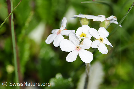 Foto: Bewimperter Mannsschild (Androsace chamaejasme). Blüten.