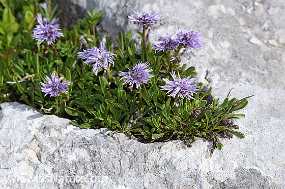 Foto: Wahrscheinlich Herzblättrige Kugelblume (Globularia cordifolia). Ganze Pflanze (Habitus).