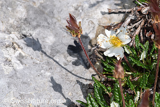 Photo: Dryas octopetala. Whole plant (habiti).