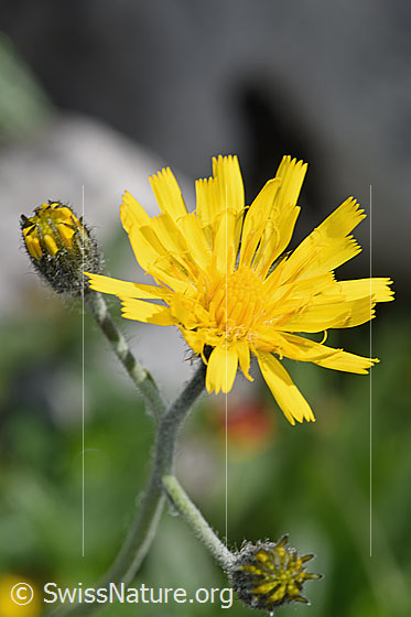 Gabeliges Habichtskraut (Hieracium bifidum)