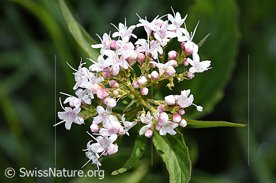 Photo: Valerina tripteris.. inflorescence.