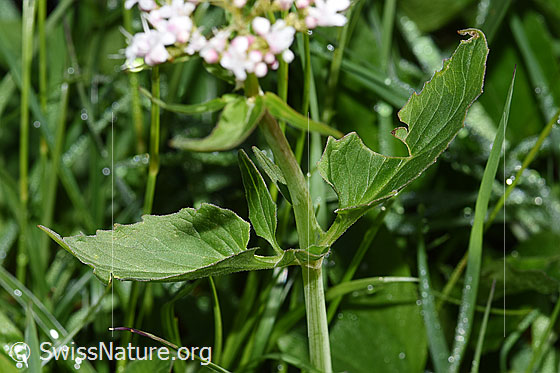 Photo: Valerina tripteris. Stem and leaves.