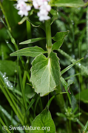 Foto: Dreiblatt-Baldrian (Valerina tripteris). Blätter.