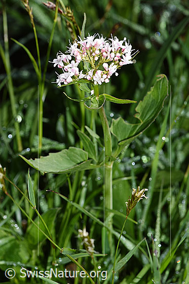 Foto: Dreiblatt-Baldrian (Valerina tripteris). Ganze Pflanze (Habitus).