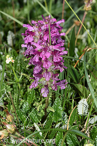 Photo: Pedicularis verticillata. Whole plant (habiti).