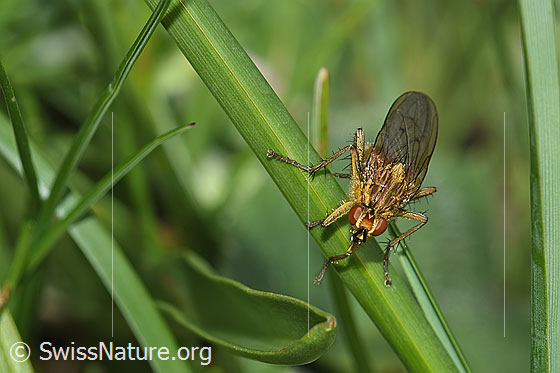 Photo: Probably Scathophaga stercoraria. Alias: Gemeine Kotfliege. Male. Length 5 - 10mm. View diagonally from the front.