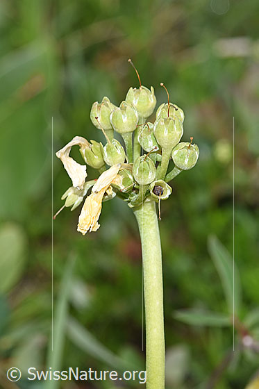 Photo: Primula auricula. Faded blossoms and stem.