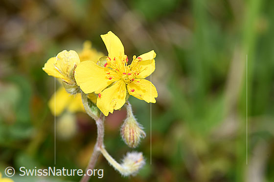 Foto: Wahrscheinlich Alpen-Sonnenröschen (Helianthemum alpestre). Blüten, Knospen und Stängel.