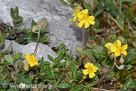 Foto: Wahrscheinlich Alpen-Sonnenröschen (Helianthemum alpestre). Ganze Pflanze (Habitus).