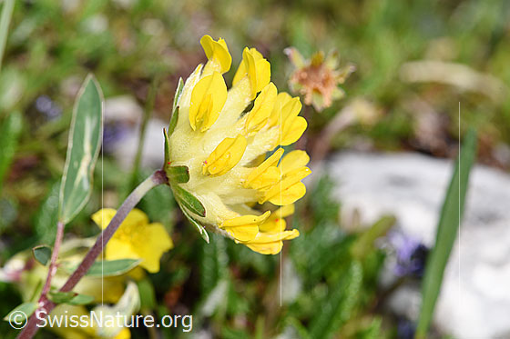 Photo: Anthyllis vulneraria ssp. Alpestris. Blossoms and stem.