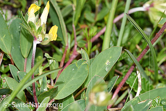 Photo: Anthyllis vulneraria ssp. Alpestris. Leaves.