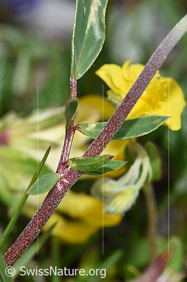 Photo: Anthyllis vulneraria ssp. Alpestris. Stem and leaves.