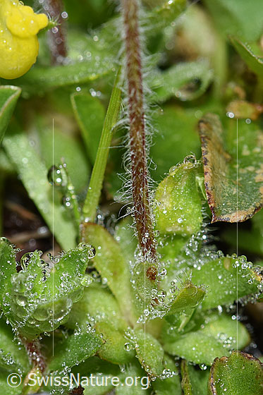 Foto: Bewimperter Mannsschild (Androsace chamaejasme). Blattrosette und Stängel.