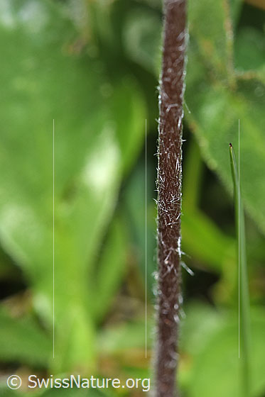 Foto: Alpenmasslieb (Aster bellidiastrum). Stängel.