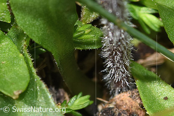 Foto: Alpenmasslieb (Aster bellidiastrum). Stängel in Bodennähe.