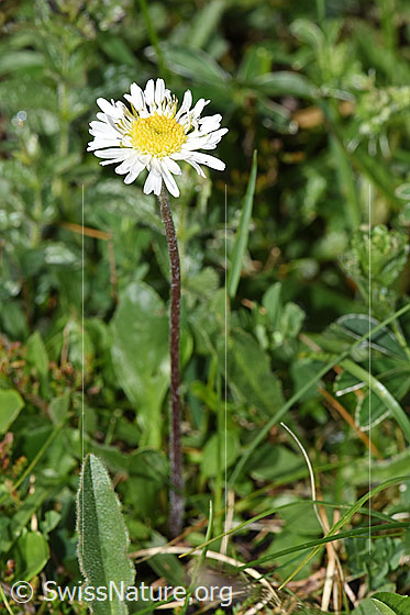 Foto: Alpenmasslieb (Aster bellidiastrum). Ganze Pflanze (Habitus).