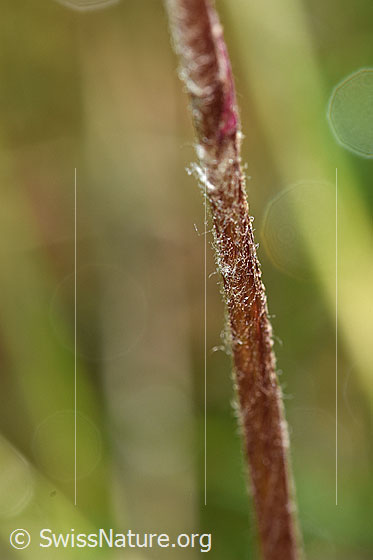 Foto: Alpenlattich (Homogyne alpina). Stängel.
