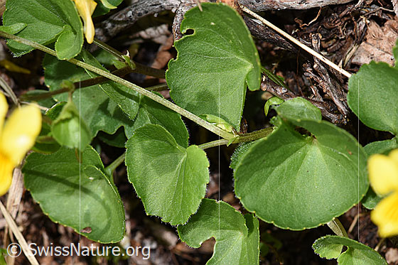 Foto: Gelbes Berg-Veilchen (Viola biflora). Blätter und Stängel.
Lat.: Viola biflora 
Familie: Violaceae (Veilchengewächse)
Gattung: Viola (Veilchen)