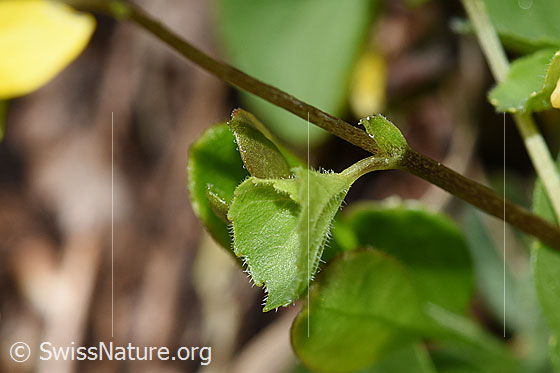 Foto: Gelbes Berg-Veilchen (Viola biflora). Stängel und Blättchen.
Lat.: Viola biflora 
Familie: Violaceae (Veilchengewächse)
Gattung: Viola (Veilchen)