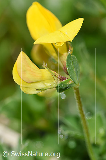 Foto: Gewöhnlicher Hornklee (Lotus corniculatus). Blüten und Stängel.