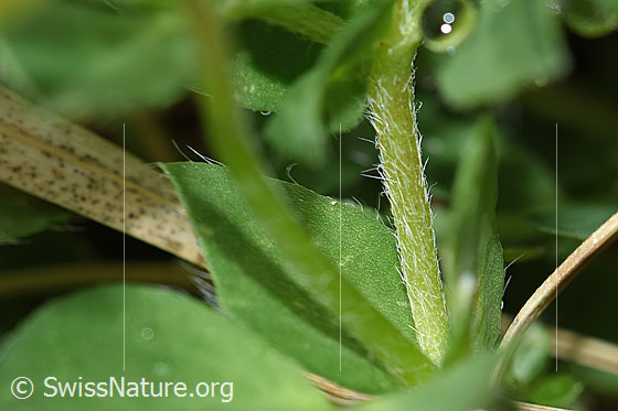 Foto: Gewöhnlicher Hornklee (Lotus corniculatus). Stängel.