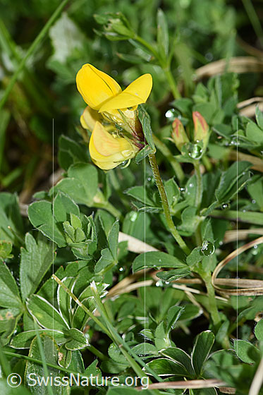 Foto: Gewöhnlicher Hornklee (Lotus corniculatus). Ganze Pflanze (Habitus).