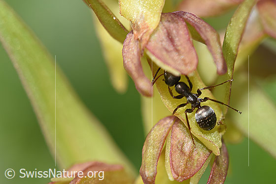 Foto: Wahrscheinlich Grauschwarze Sklavenameise (Formica fusca) auf Grüne Hohlzunge (Coeloglossum viride). Länge 4.5 - 7.5mm. Ansicht von oben.