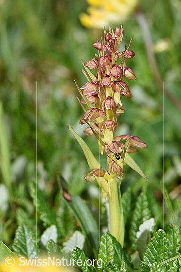 Photo: Coeloglossum viride. Whole plant (habiti).