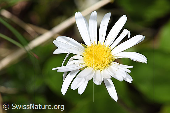 Foto: Alpenmasslieb (Aster bellidiastrum). Blüte.