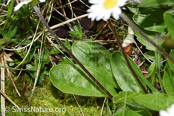 Foto: Alpenmasslieb (Aster bellidiastrum). Stängel und Blätter.