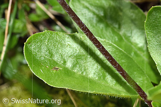 Foto: Alpenmasslieb (Aster bellidiastrum). Stängel und Blätter.