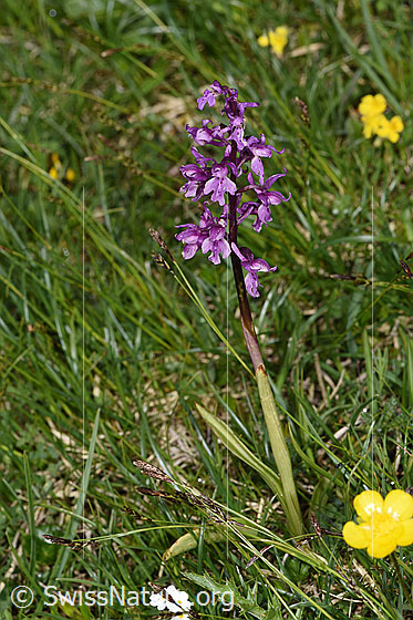 Foto: Männliches Knabenkraut (Orchis mascula). Ganze Pflanze (Habitus).