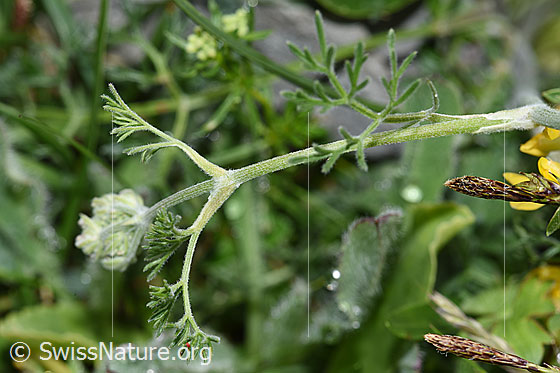 Foto: Augenwurz (Athamanta cretensis). Stängel und Blätter.