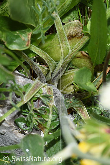 Foto: Augenwurz (Athamanta cretensis). Stängel