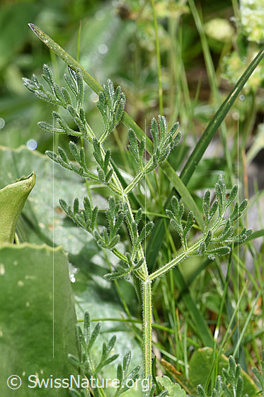 Foto: Augenwurz (Athamanta cretensis). Blätter.