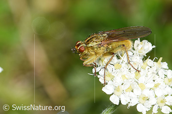 Foto: Gelbe Dungfliege (Scathophaga stercoraria) auf Augenwurz (Athamanta cretensis). Ansicht von der Seite.