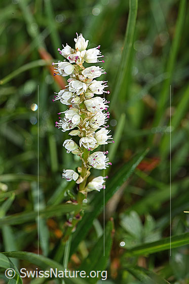 Knöllchen-Knöterich (Polygonum viviparum)