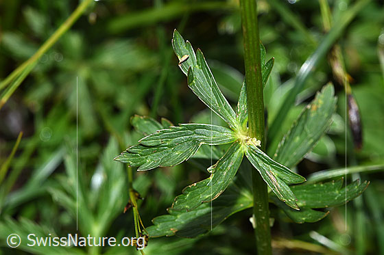 Photo: Trollius europaeus. Leaves and stem.