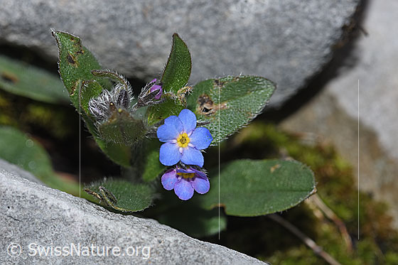 Photo: Myosotis alpestris. Blossom and leaves.