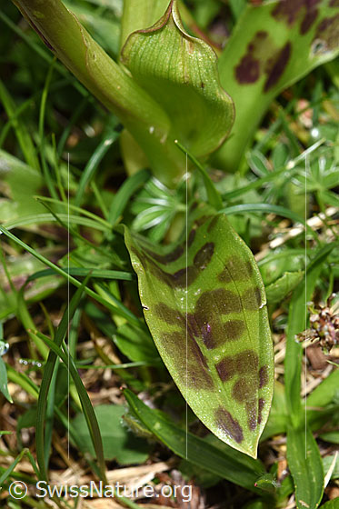 Photo: Orchis mascula. Leaf.