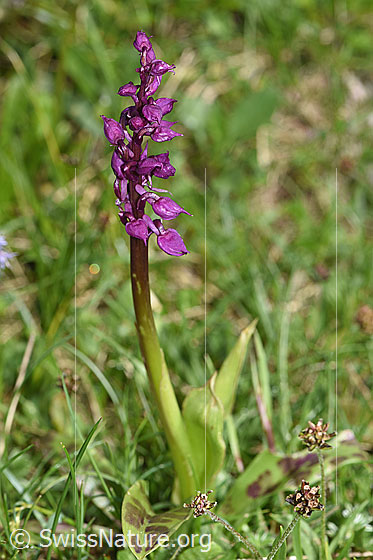 Photo: Orchis mascula. Whole plant (habiti).