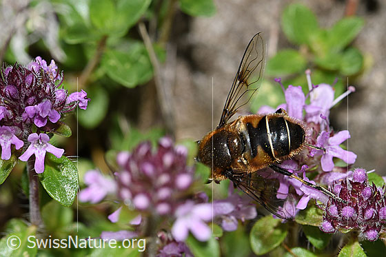 Foto: Garten-Keilfleckschwebfliege (Eristalis horticola) an Vielhaarigem Thymian (Thymus praecox ssp. polytrichus). Länge 11 - 15mm. Männchen. Ansicht von hinten oben.