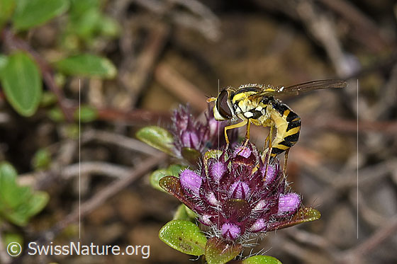 Foto: Gewöhnliche Langbauchschwebfliege (Sphaerophoria scripta) auf Vielhaarigem Thymian (Thymus praecox ssp. polytrichus). Länge 9 - 12mm. Weibchen. Vermutlich bei der Eiablage. Ansicht von der Seite.